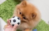 Pomeranian mit Ball